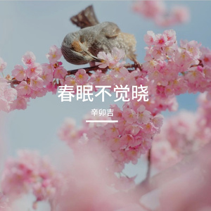 雲上回音