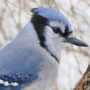 Foraging