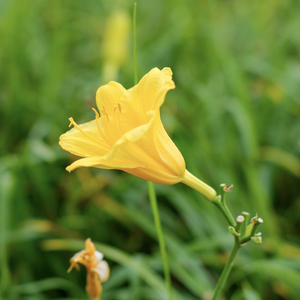 萱草花（合唱版） 伴奏