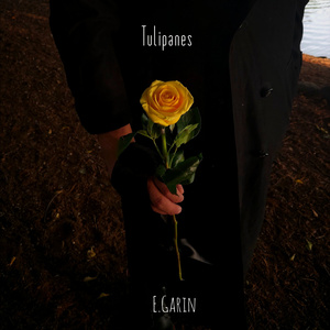 Tulipanes