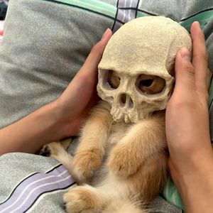 【Free】起点梦境（旋律）