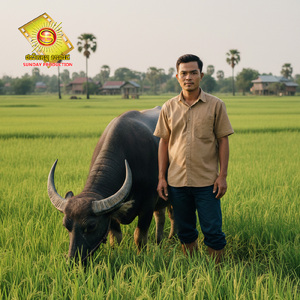 ក្របីសុីស្រូវ