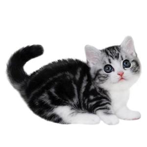 会飞的猫5