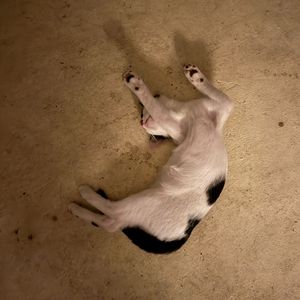 翻唱 True love will find you in the end