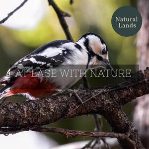 Bedraggled Woodpecker