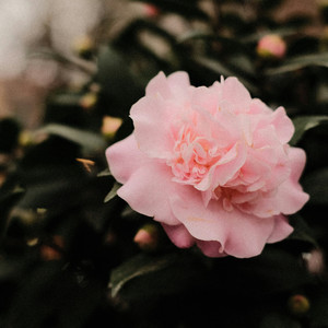Apricity