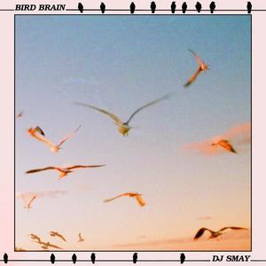 Bird Brain (Pop Song)