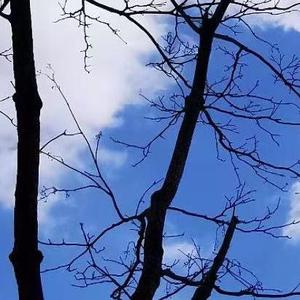 我是你照拂的梦