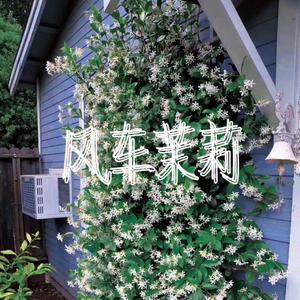 风车茉莉