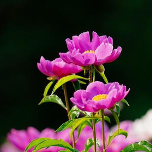 SPA美容（轻音乐）