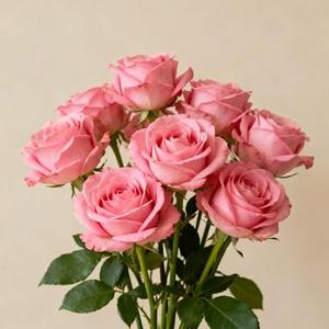 后继者 (Cover 任然)