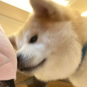 那一年我走王道～凯旋pp