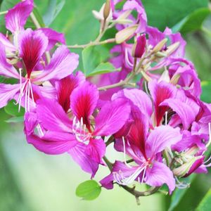 《紫荆花》- 纯音乐