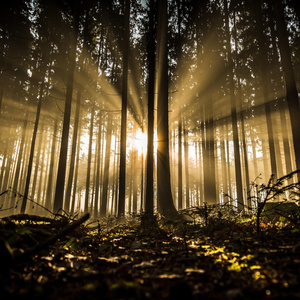 Das Dickicht (Freestyle)