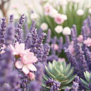 기분 좋은 라벤더