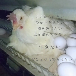 かなあみのへや～inside the cage～