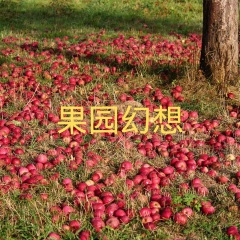 正月十五是元宵