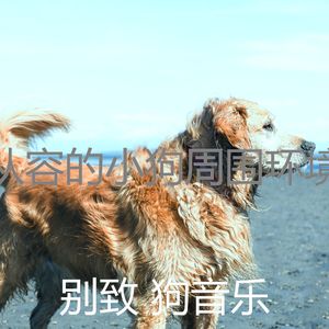 温和训练你的狗梦想