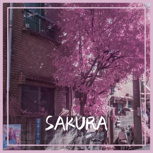 Sakura
