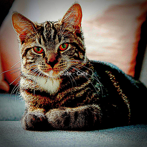 Caring (Relaxing Cats)