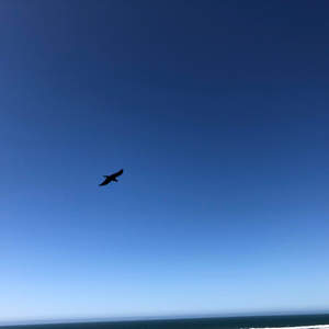 Until Next Time/Wheeping Willow