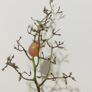 某某（翻自 赖伟峰）