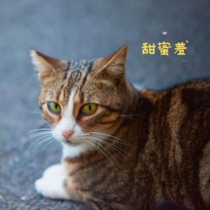 甜蜜羞 (猫猫钢琴曲)