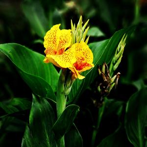 Gritando (Version en casa )