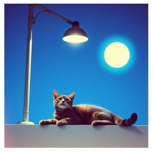 우리 꼭 약속해 (길냥이 송)