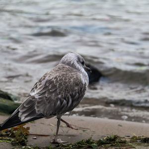 Dzuqtu Walalan Atakhola