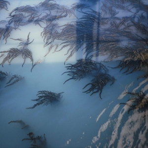 Ferns