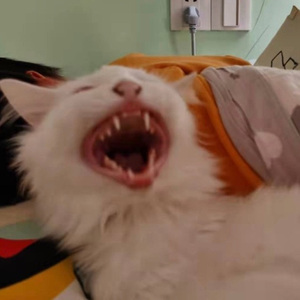 暴力愈合爱（cover：Ziko_Z