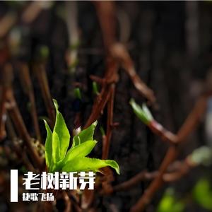 老树新芽