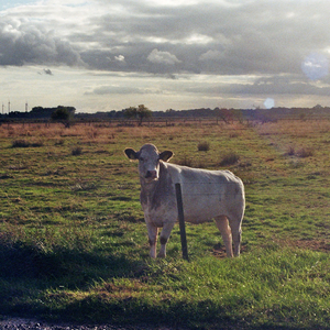 I Came to Your Wedding Dressed as a Shadow