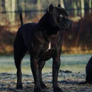 Fox 5 (feat. M.U.G Bandz & C Duce) (Remix)