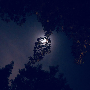 我辗转反侧夜不能寐就是不知道她叫什么