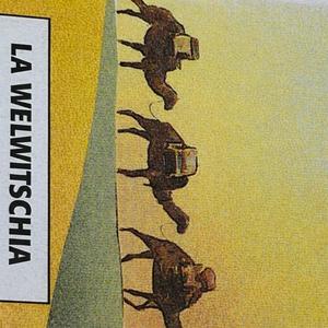 Camel
