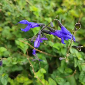 《锦瑟》词 李商隐 曲唱 赵鑫