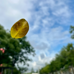 春游·拾声——春游BGM