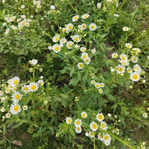 爱让善辩者沉默寡言