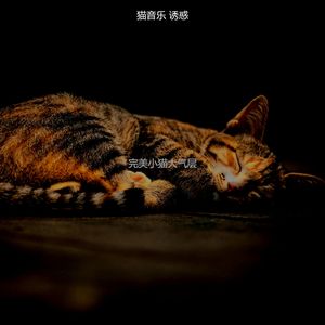 抚慰的小猫回忆