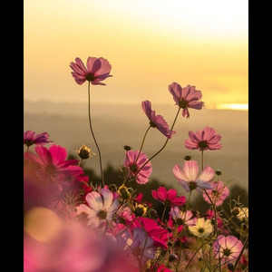 Hinanga In Kabayaan Mu