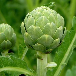 Artichoke