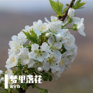 梦里落花(原乡人)