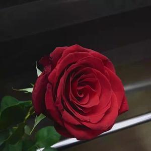 All Of You I Give-All of me (Remix)（Echo remix）