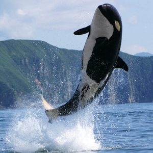 安子与九妹- 布谷鸟 （松哥Remix）