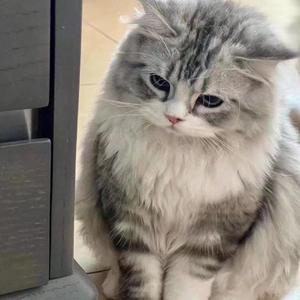 绝世舞姬-女生吉他