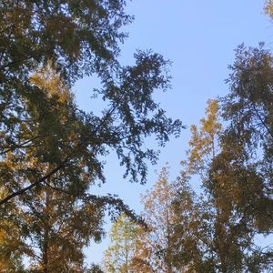 聞到·暗香来（翻自：黄诗扶）