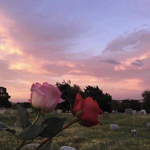 花 太阳 彩虹 你