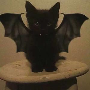 杀死比尔 (律动版)